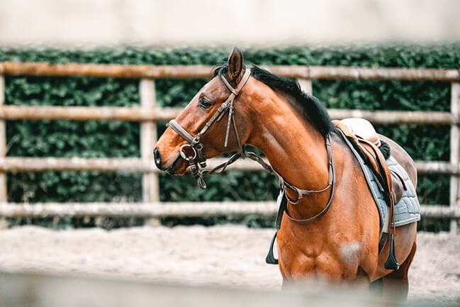 How Much Does It Cost to Be an Equestrian