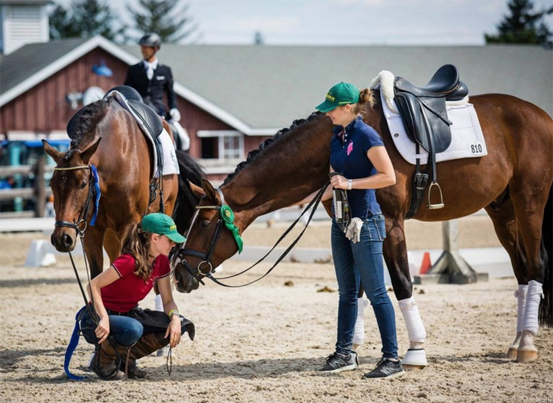 How to Become a Working Student Equestrian