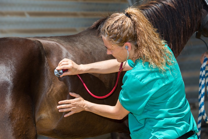 How to Become an Equestrian Vet