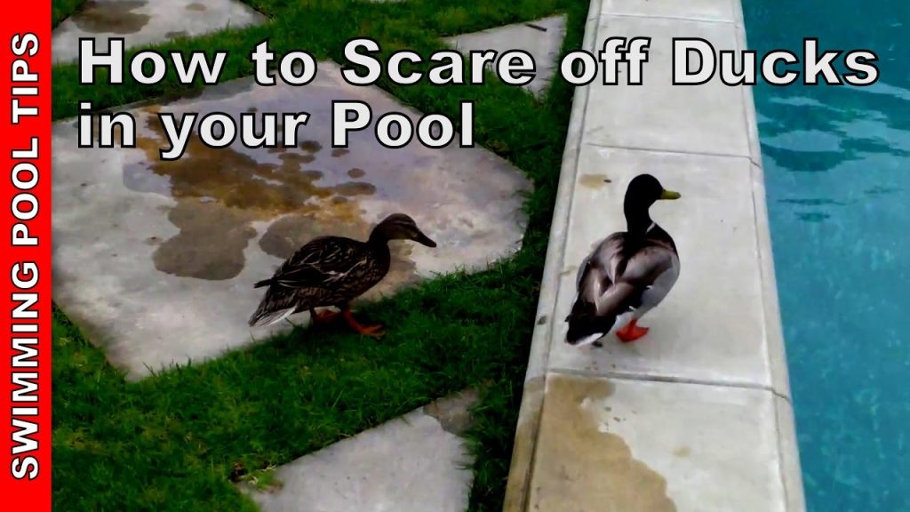 How to Keep Ducks Away from Swimming Pool